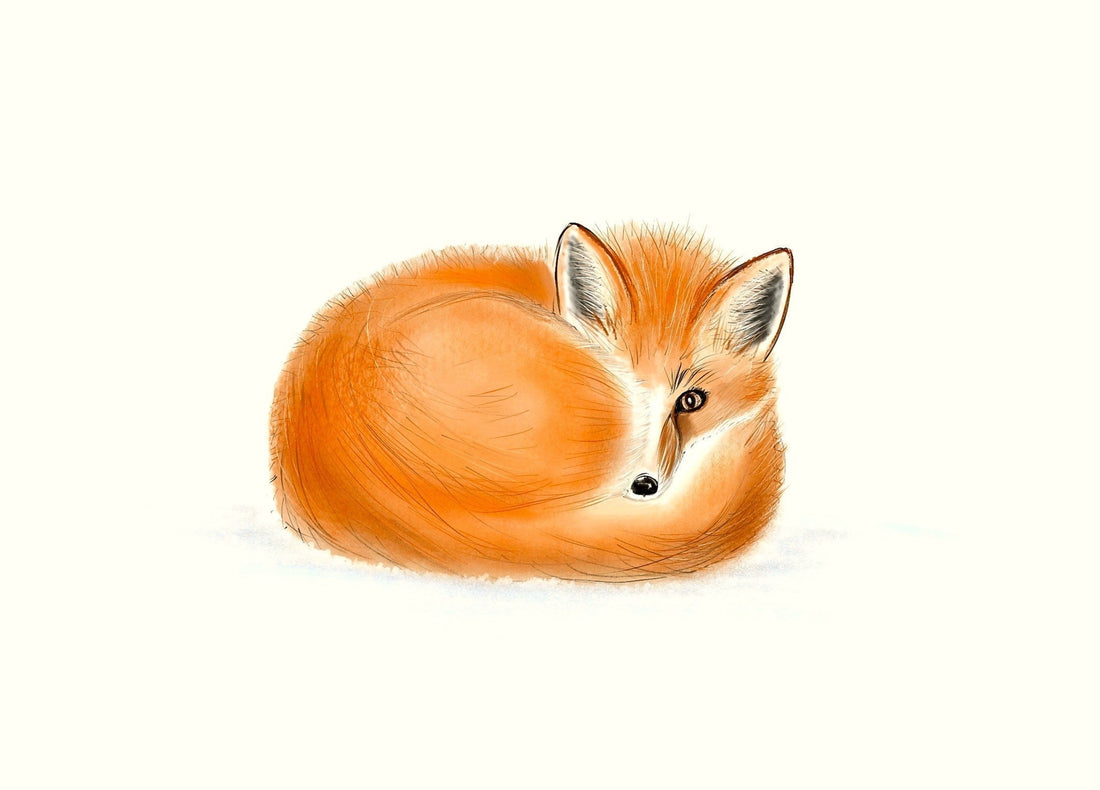 Fox curled in a sleeping position on a cream backdrop 