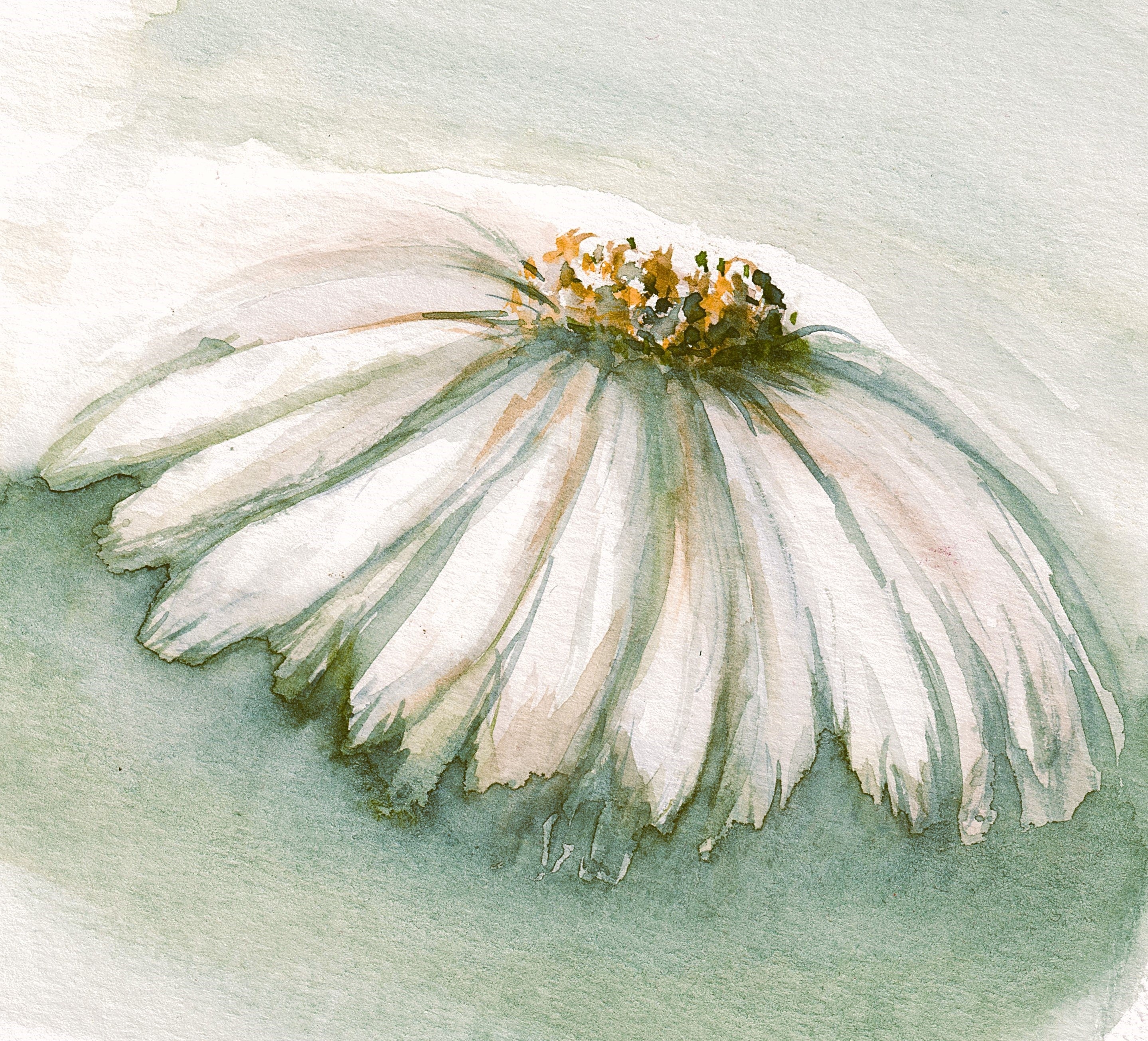 Daisy Floral Canvas Print | Botanical Watercolour Wall Art