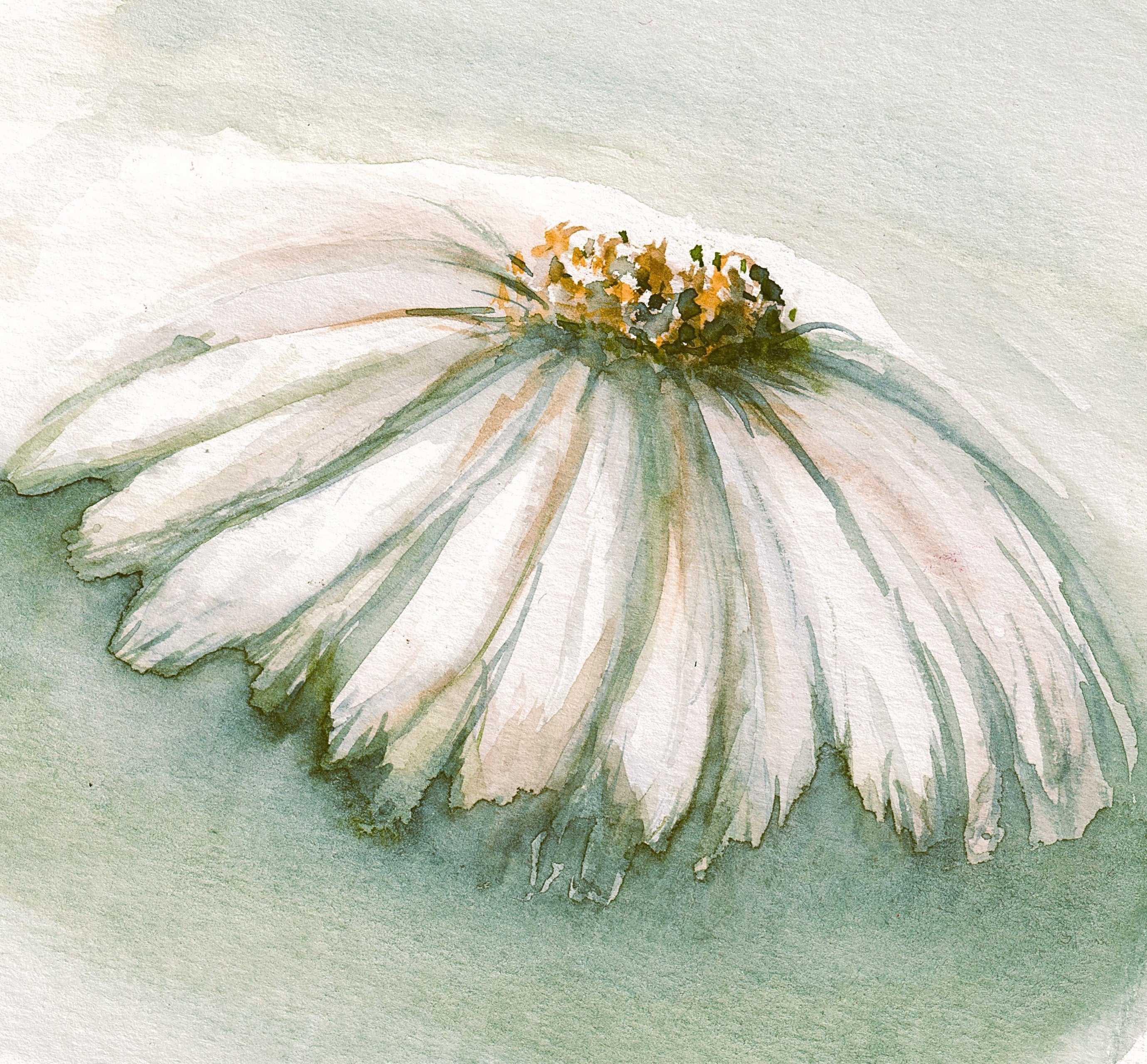 Watercolour painting of a white flower with green background original artwork watercolour